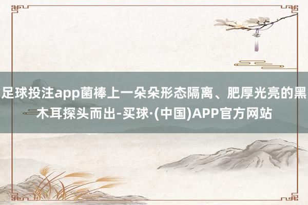 足球投注app菌棒上一朵朵形态隔离、肥厚光亮的黑木耳探头而出-买球·(中国)APP官方网站